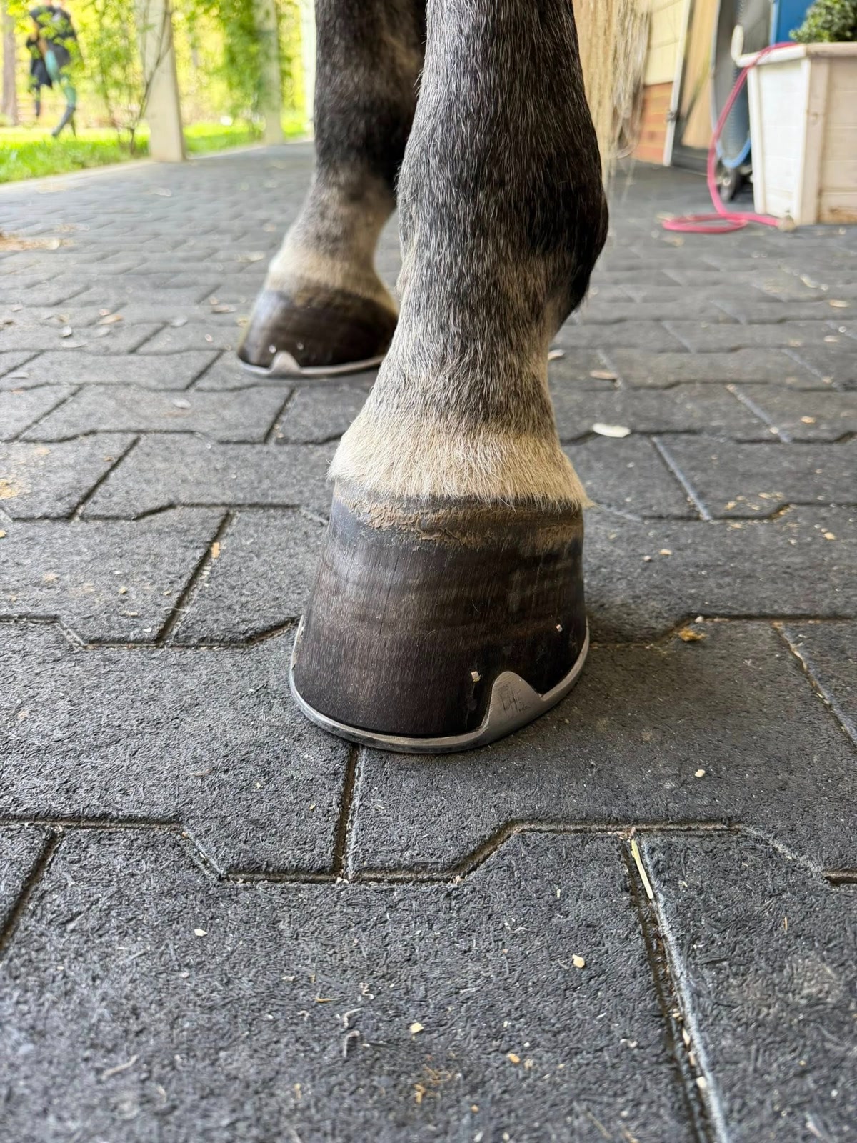 Farrier Service in Virginia for Hunter, Jumper & Dressage Horses | Farrier