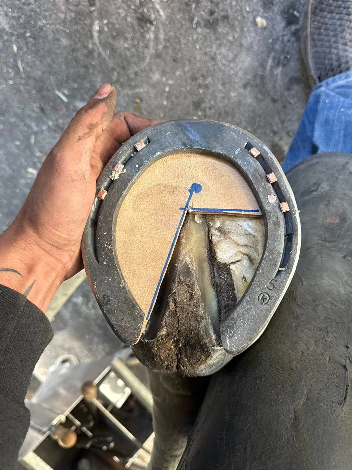 Farrier Service in Virginia for Hunter, Jumper & Dressage Horses | Farrier