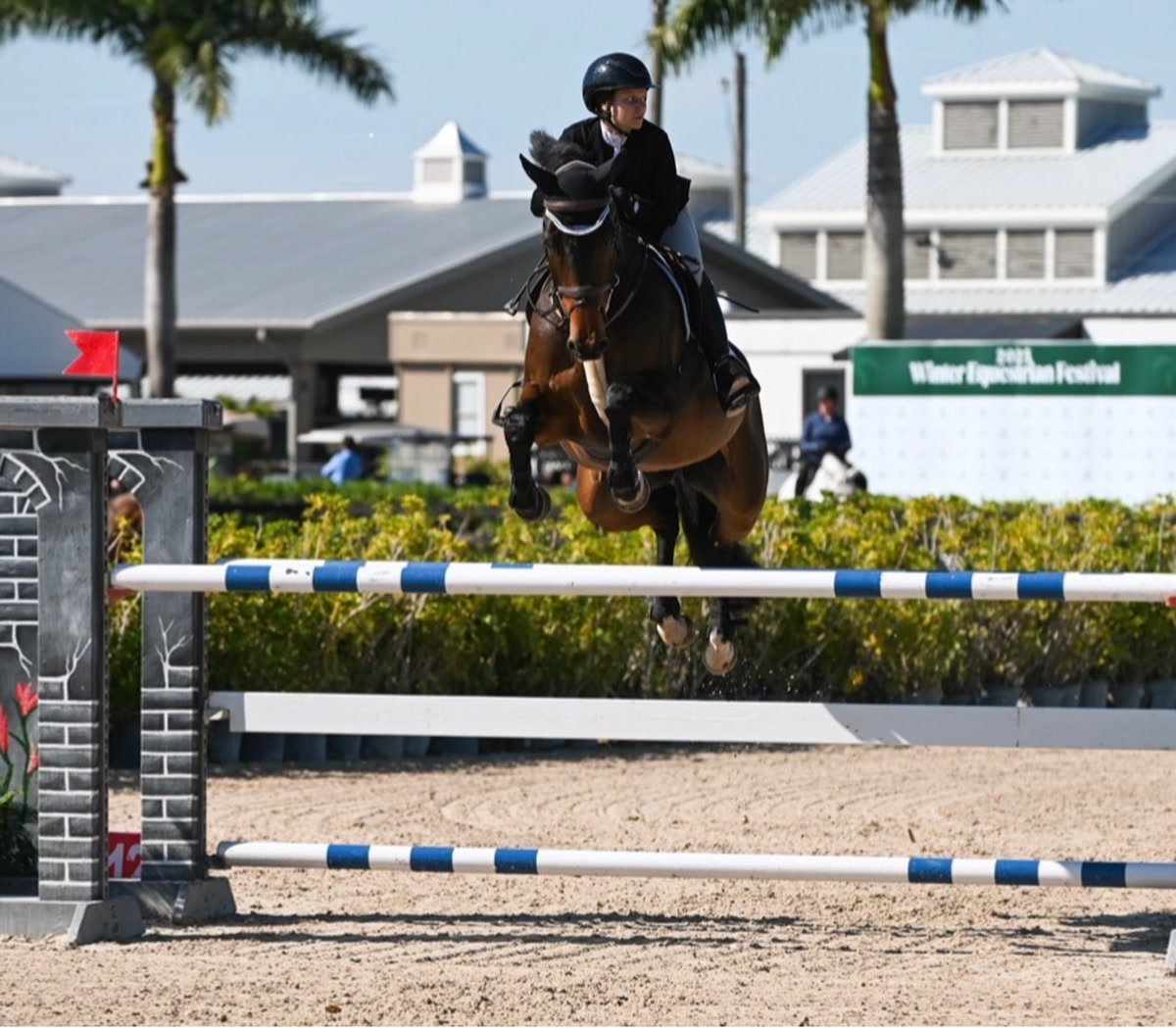 Lafayette - Jumper Packer | 2015 | 16.3h | All Warmbloods | Mare