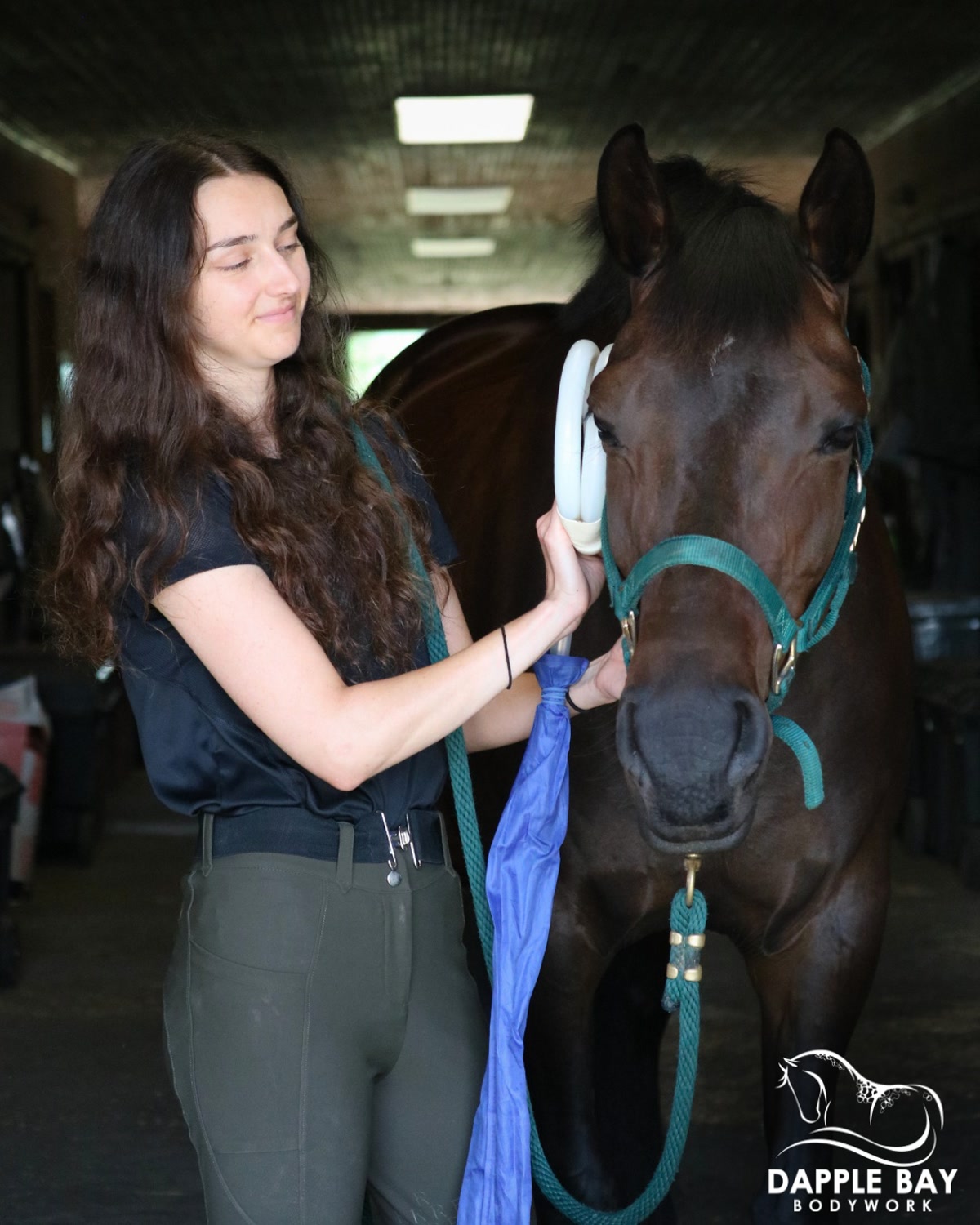 Dapple Bay Bodywork | Central VA Mobile PEMF | Red Light | Kinesiology Taping | Horse Wellness
