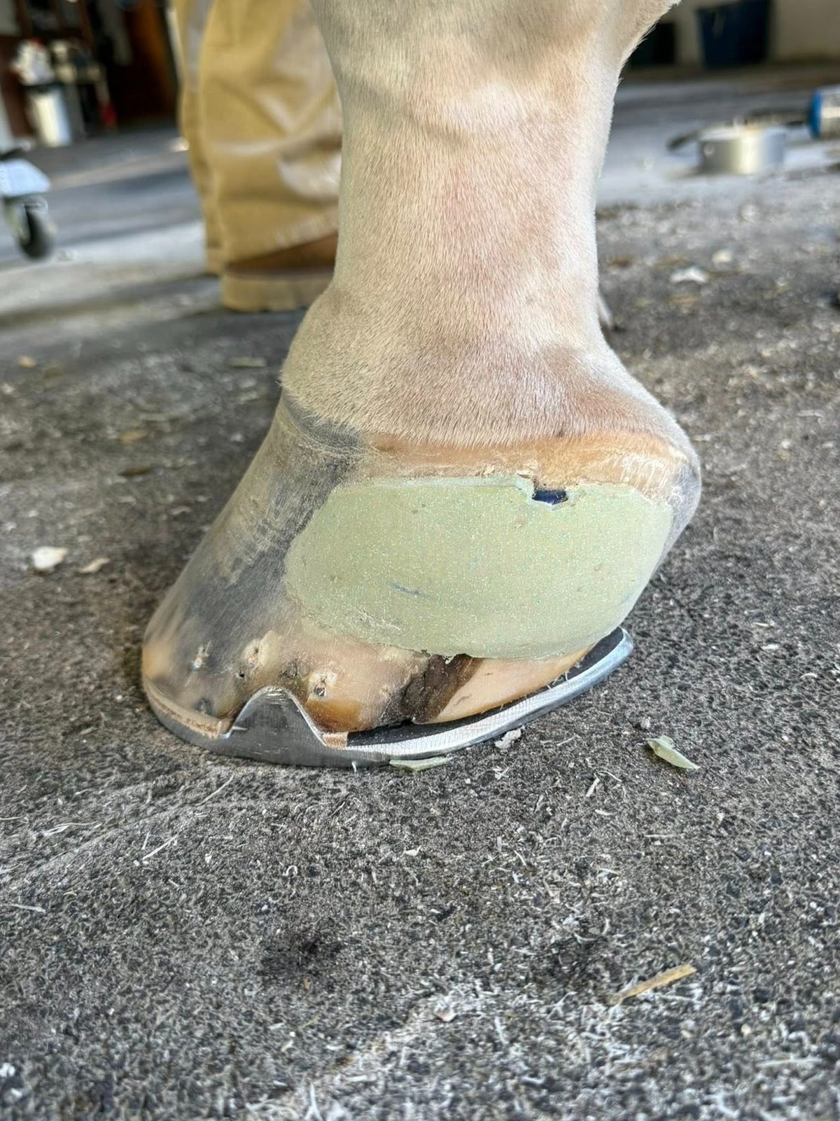 Farrier Service in Virginia for Hunter, Jumper & Dressage Horses | Farrier