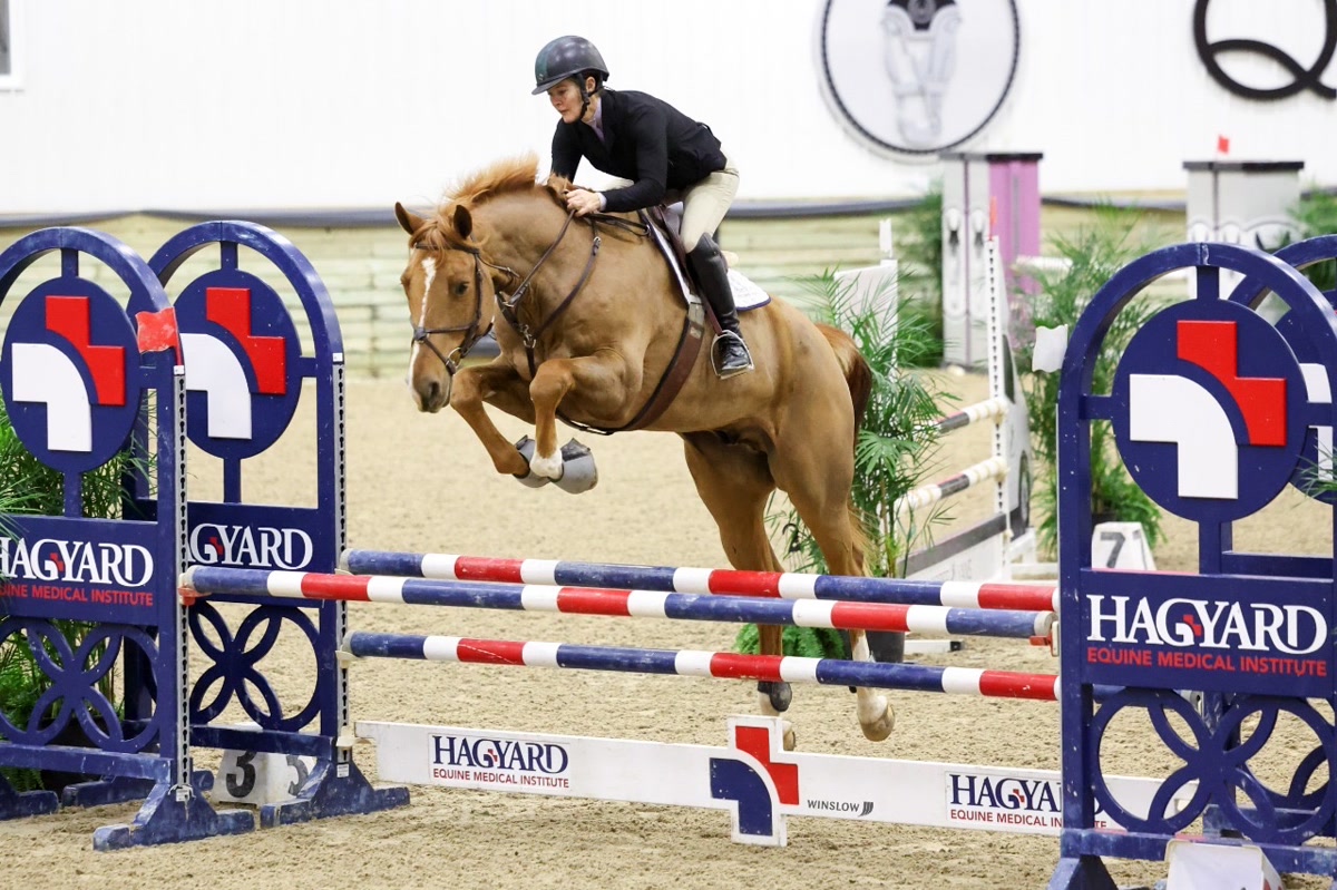 Crème brûlée | 2016 | 18h | All Warmbloods | Gelding
