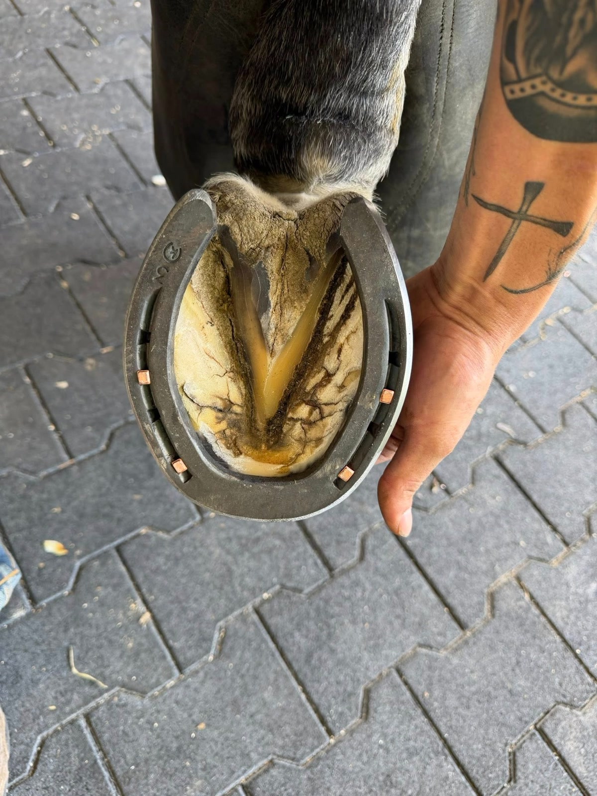 Farrier Service in Virginia for Hunter, Jumper & Dressage Horses | Farrier