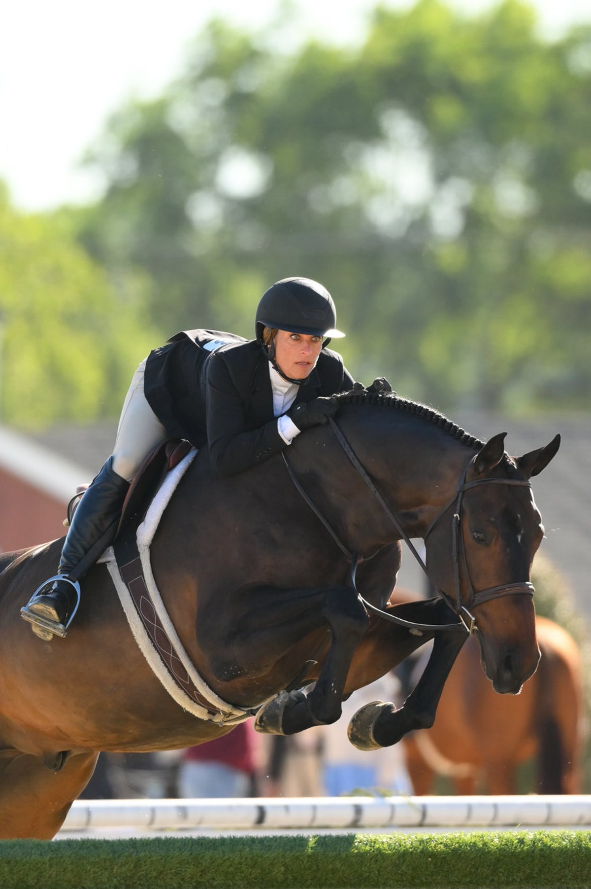 Quality Junior/Amateur Owner Hunter | 2018 | 16.3h | All Warmbloods | Belgian Warmblood | Gelding