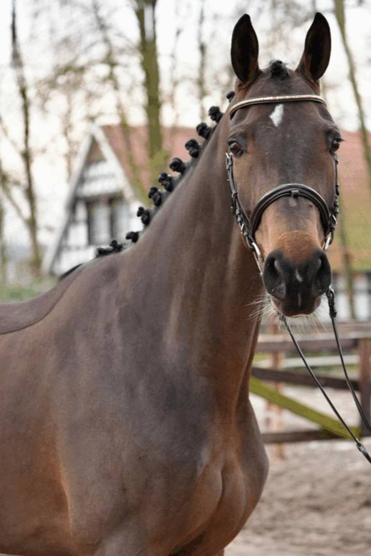 Fidelia | 2020 | 16.1h | Westphalian | Mare