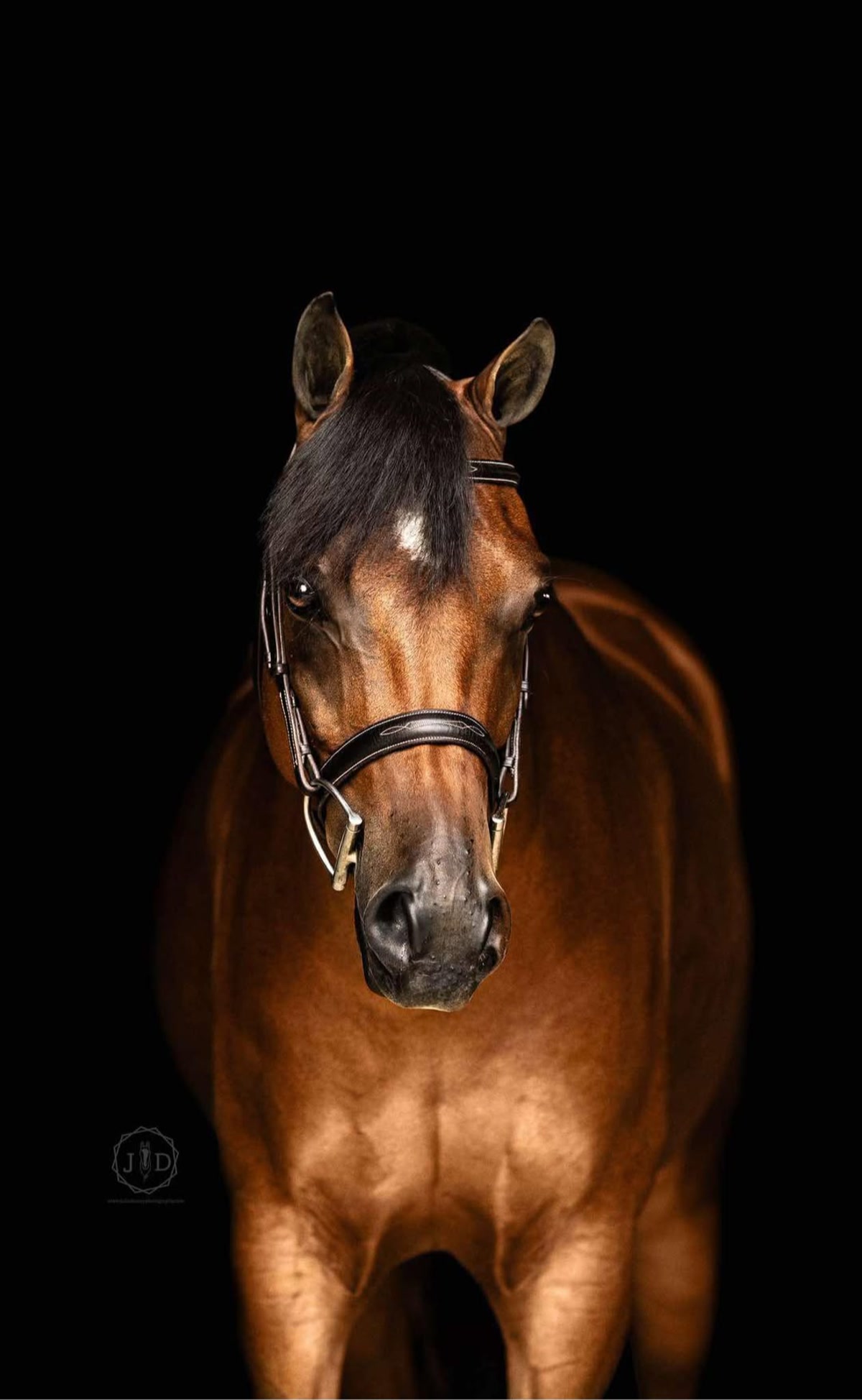 Foxworthy | 2016 | 14.1h | Welsh Pony | Gelding