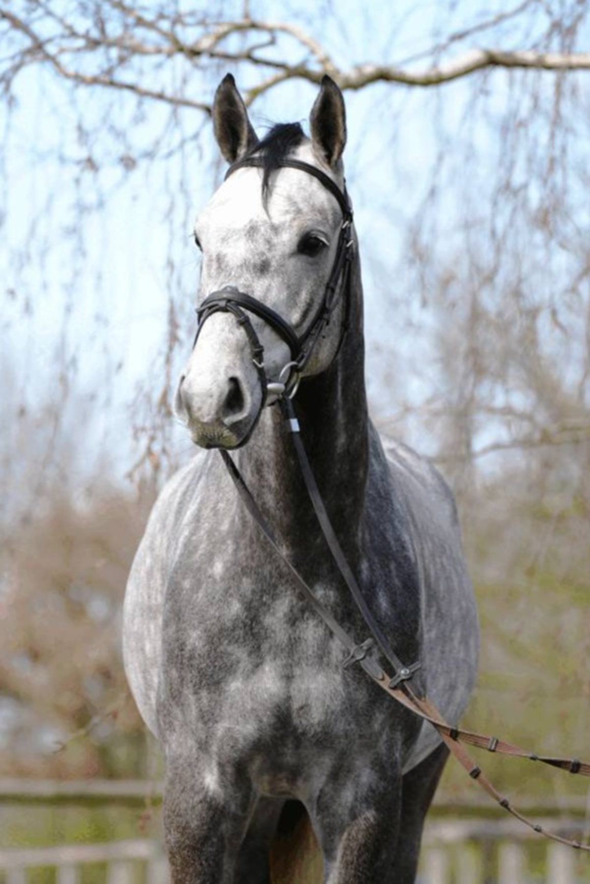 Calito | 2020 | 16.1h | Westphalian | Gelding