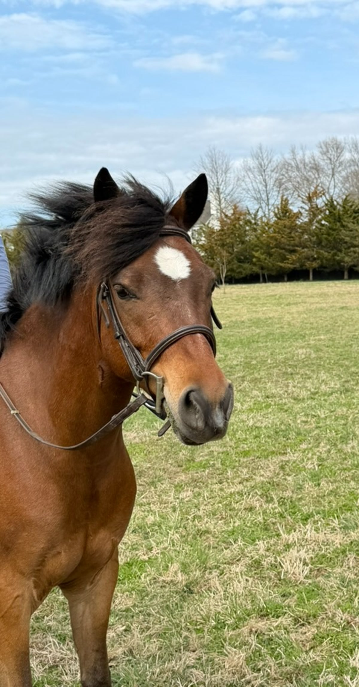 Dyblu Tiny | 2021 | 13.1h | Welsh Pony | Gelding