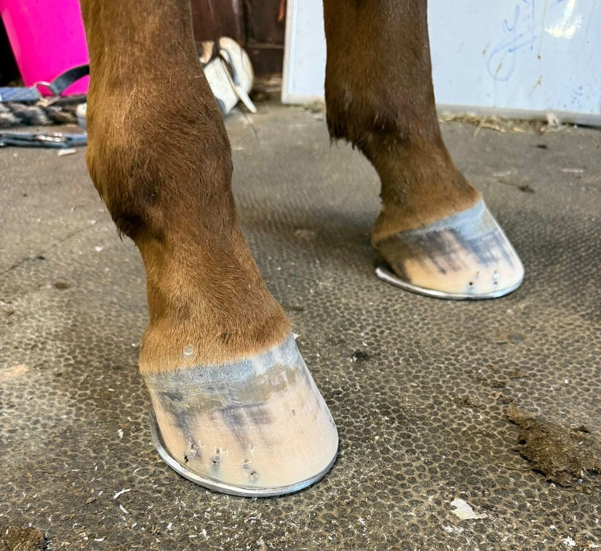 Farrier Service in Virginia for Hunter, Jumper & Dressage Horses | Farrier