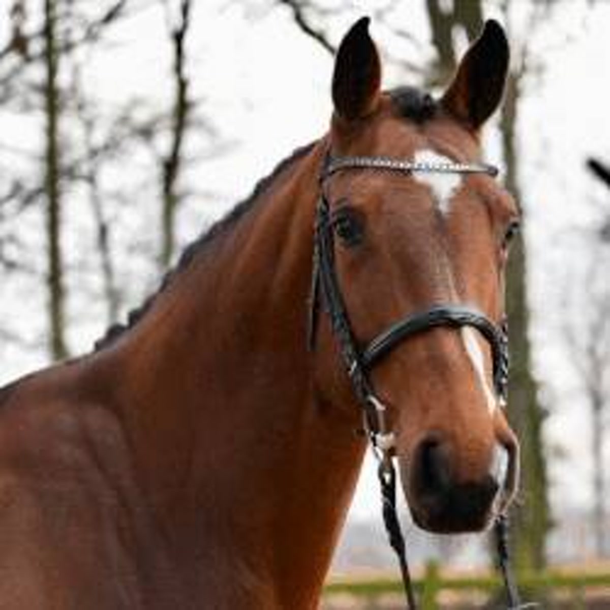 Chelsea | 2021 | 16.2h | Westphalian | Mare