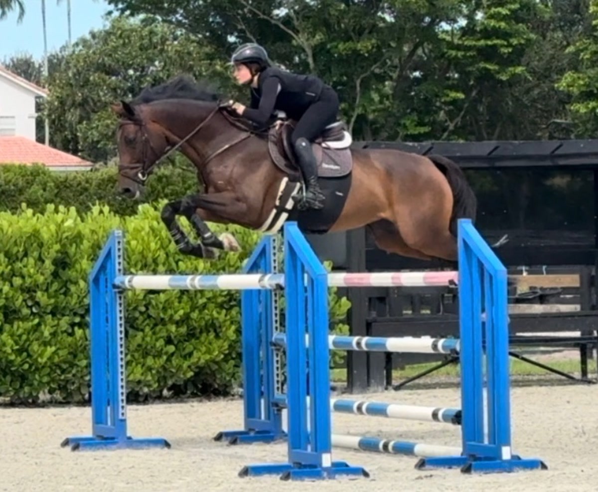 Lafayette - Jumper Packer | 2015 | 16.3h | All Warmbloods | Mare