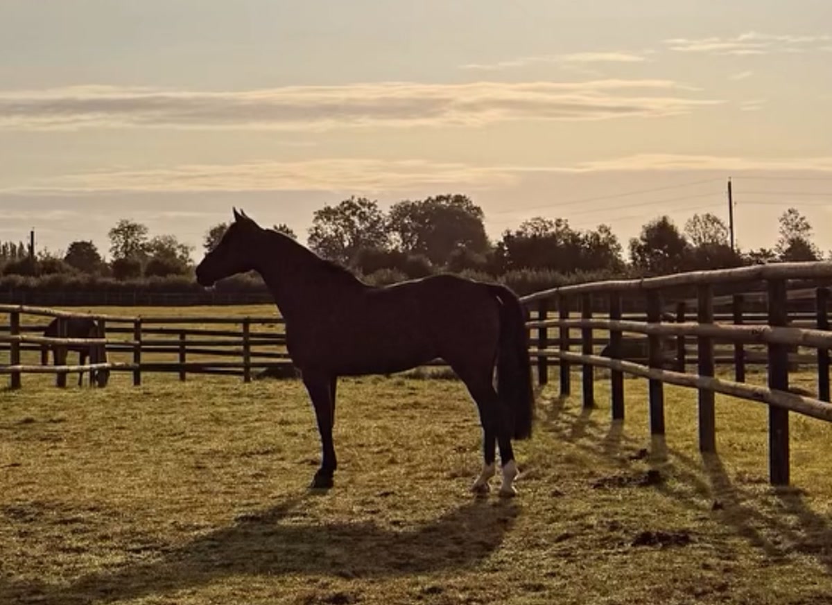 Goldini De Beaufour | 2016 | 15.2h | Selle Francais Warmblood | Gelding