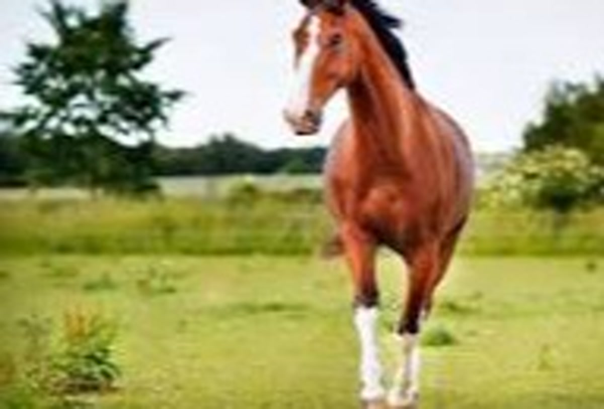 hourse-image