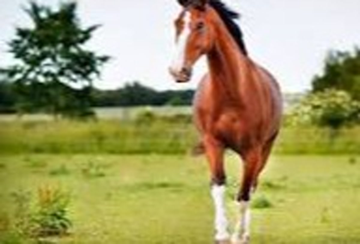 hourse-image
