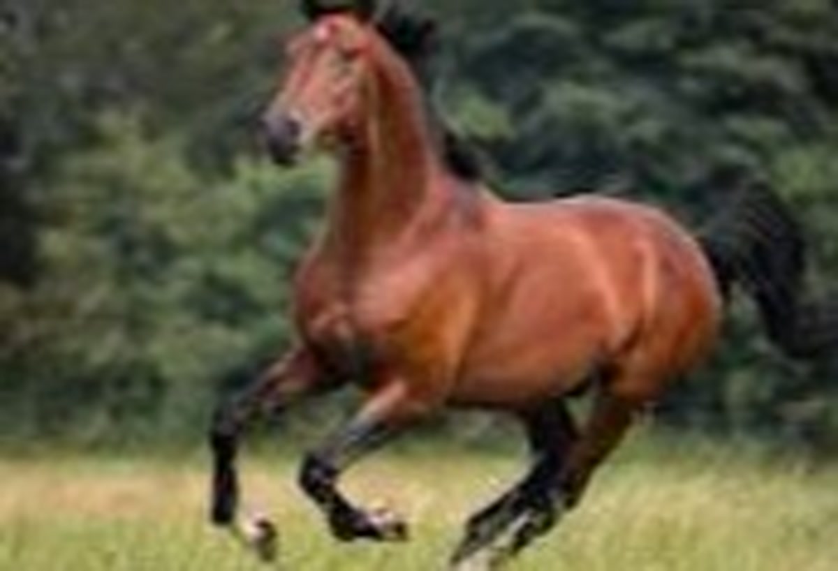 hourse-image