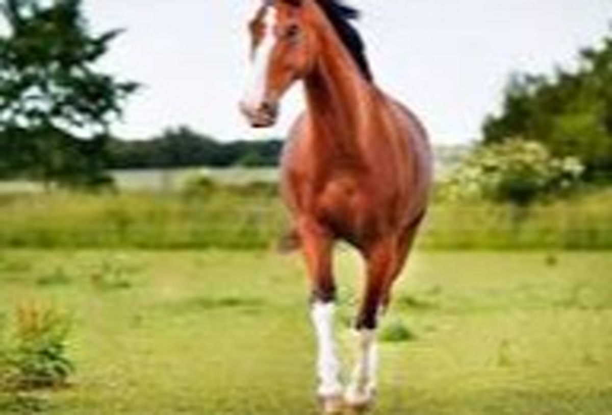 hourse-image