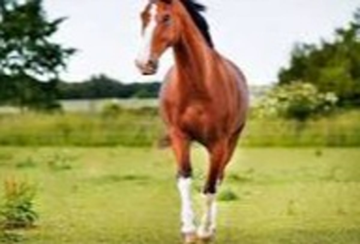 hourse-image