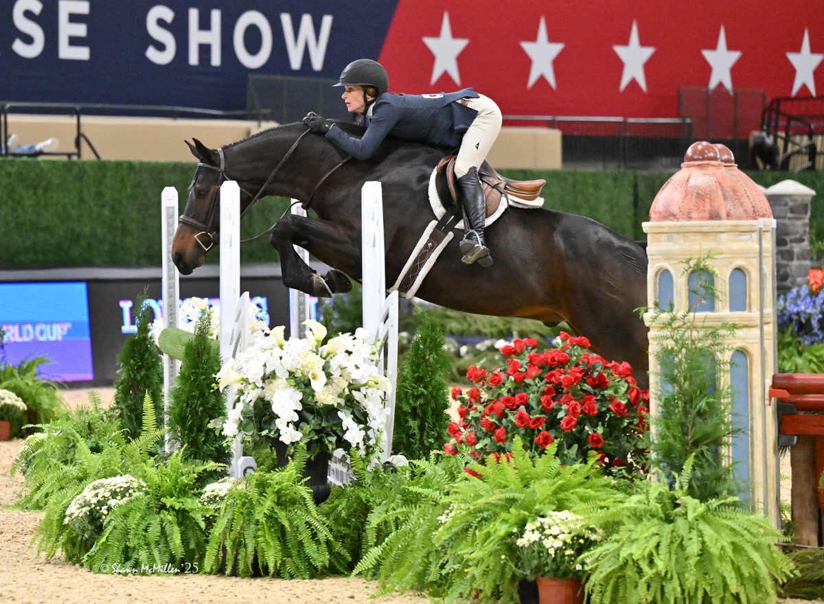 Quality Junior/Amateur Owner Hunter | 2018 | 16.3h | All Warmbloods | Belgian Warmblood | Gelding