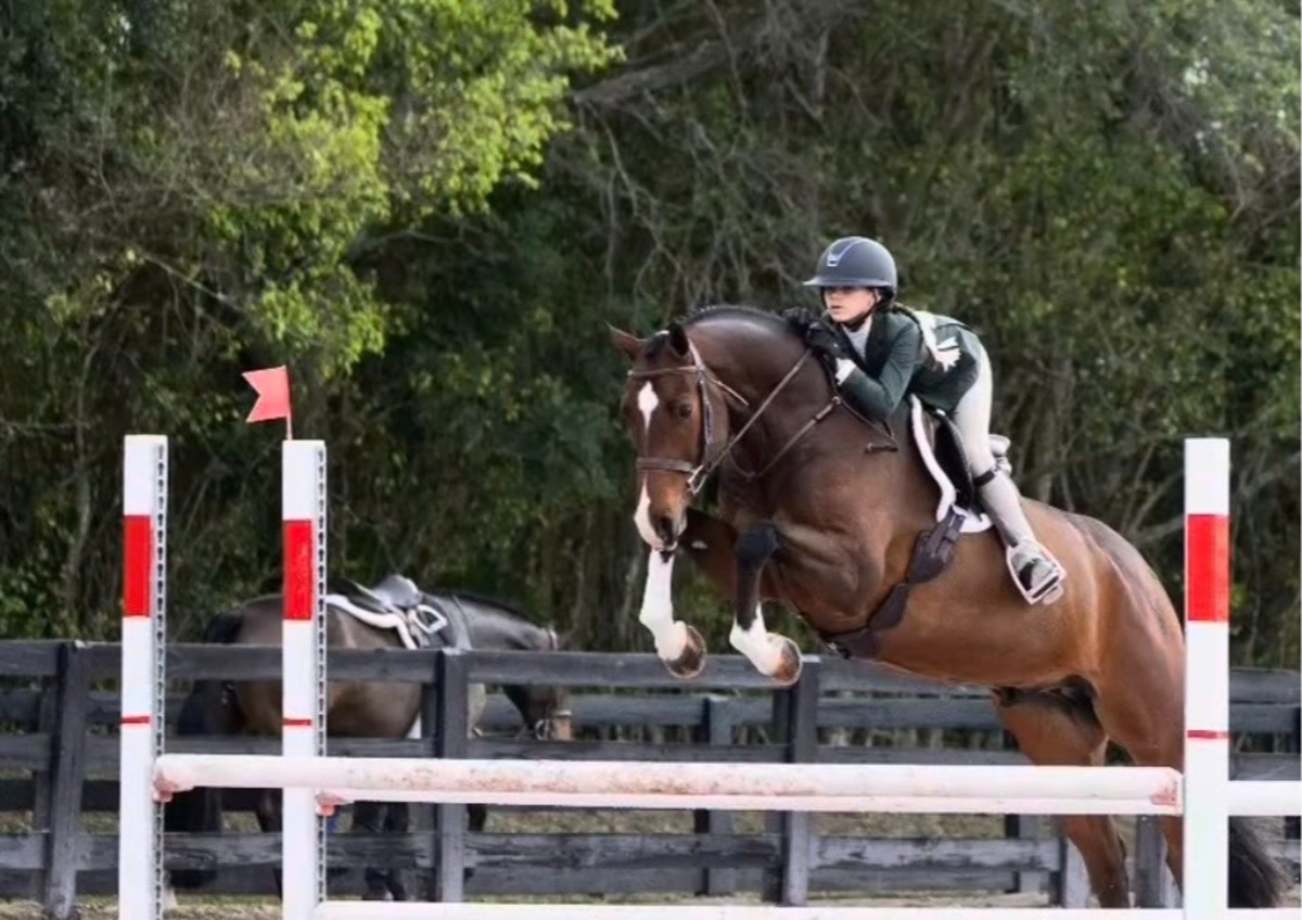 C'est La Vie | 2019 | 16h | Warmblood | Gelding