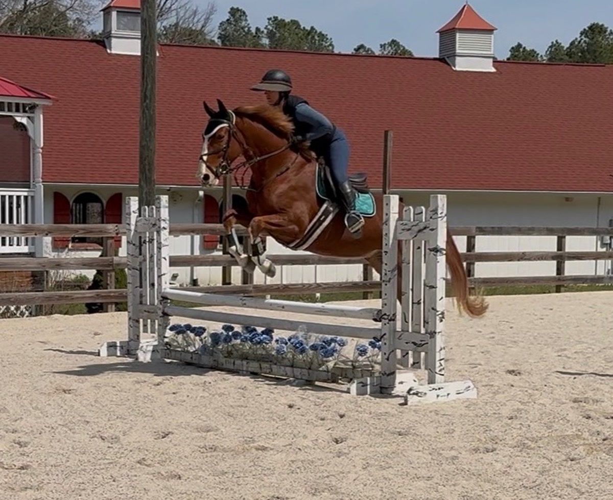 Focus Tachor Z | 2021 | 15.3h | Zangersheide | Gelding