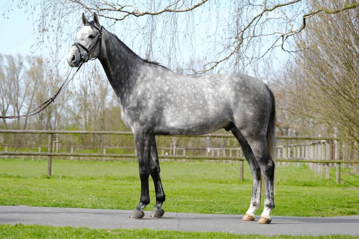 Calito | 2020 | 16.1h | Westphalian | Gelding