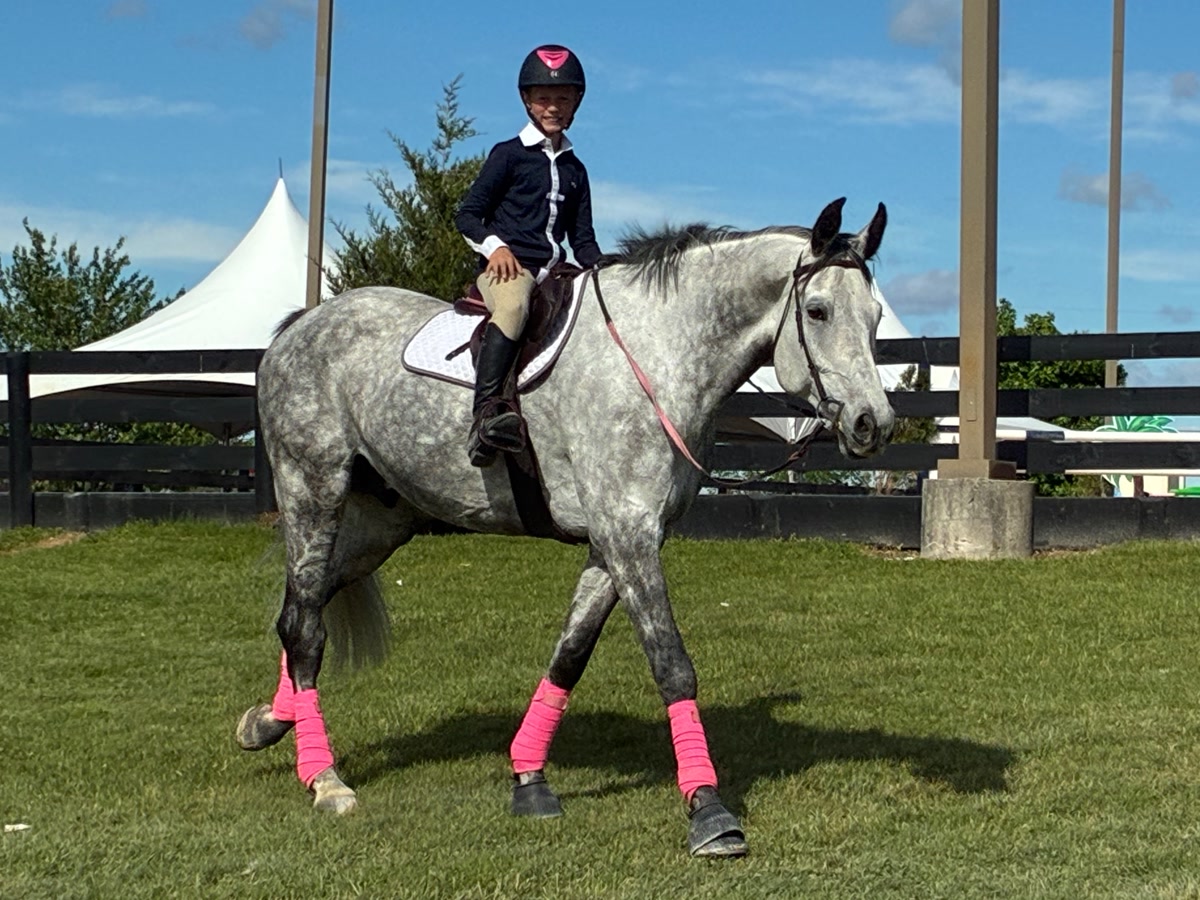 Wavo Alvaro | 2017 | 17.2h | All Warmbloods | Gelding