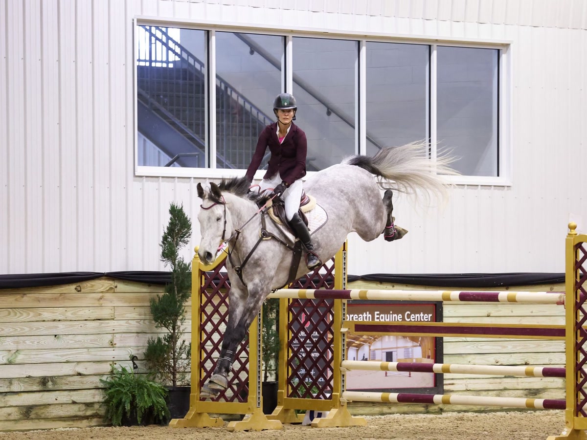 Wavo Alvaro | 2017 | 17.2h | All Warmbloods | Gelding