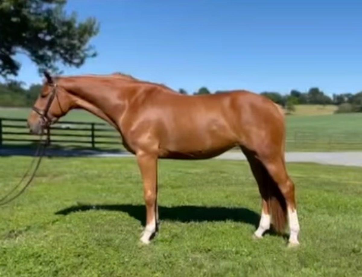 UPS Barbie | 2021 | 16.1h | Irish Sport horse | Mare