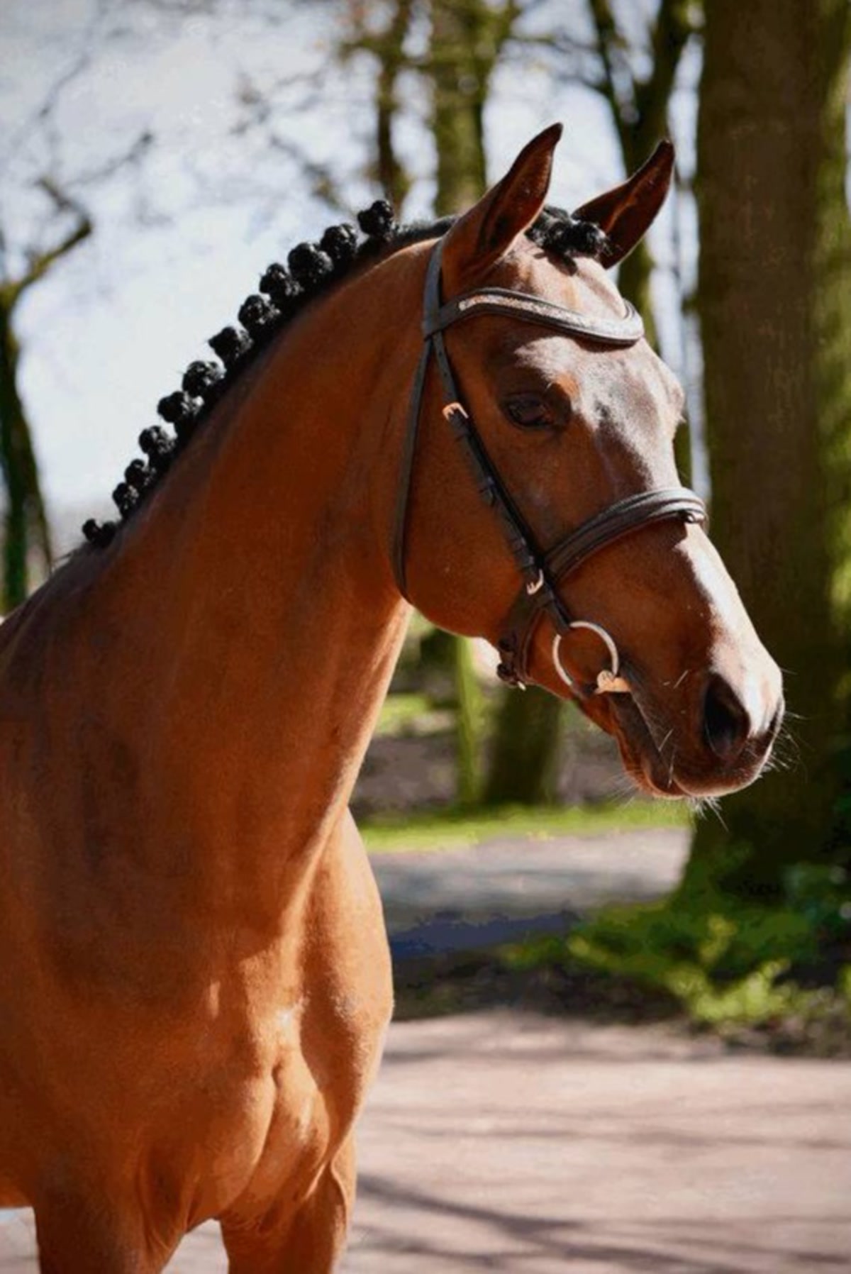 Mickey | 2020 | 14.1h | German Riding Pony | Stallion