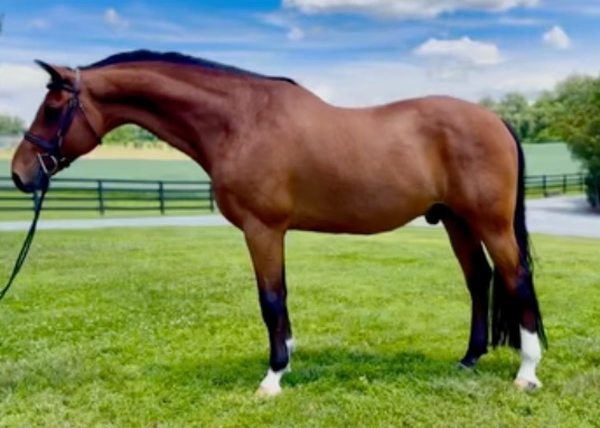 DIRHAM FZ Z | 2013 | 17h | Zangersheide | Gelding