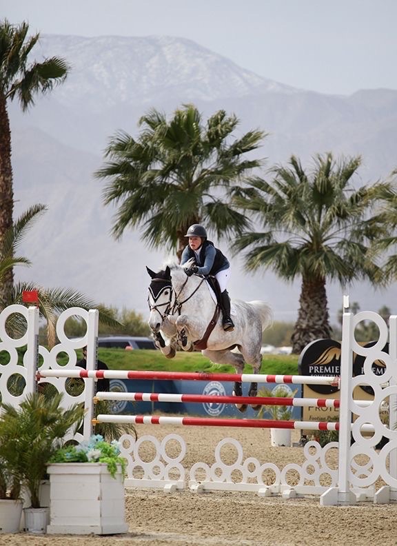 Jr/AO Jumper | 2015 | 16.1h | Belgian Warmblood | Mare