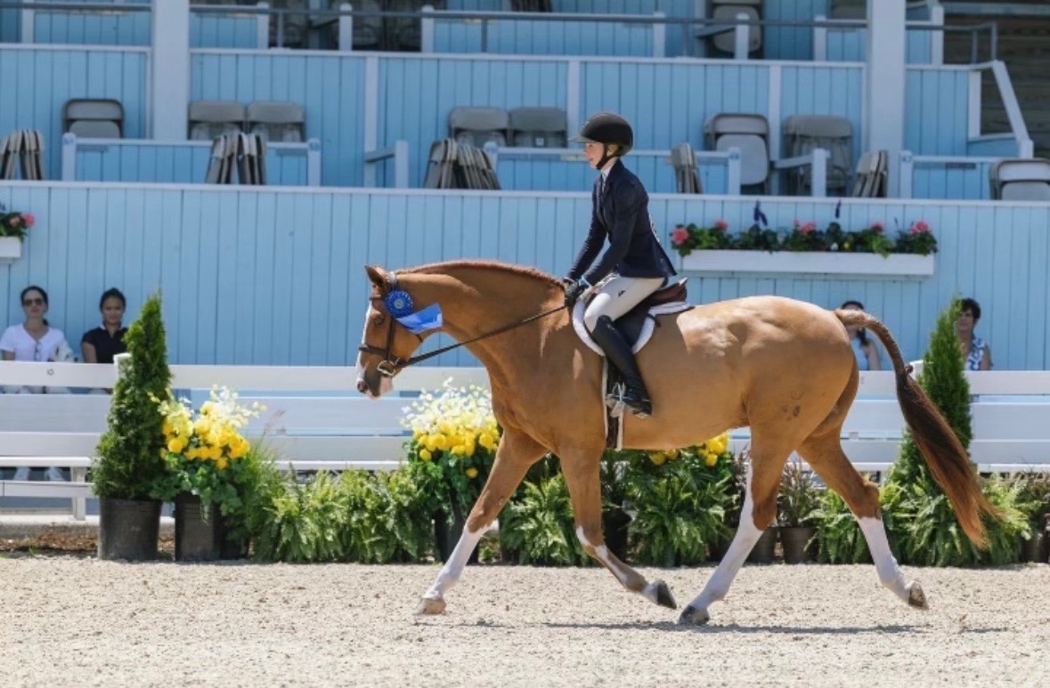 Winning 3’3” Junior | 2011 | 16h | All Warmbloods | Dutch Warmblood | Gelding