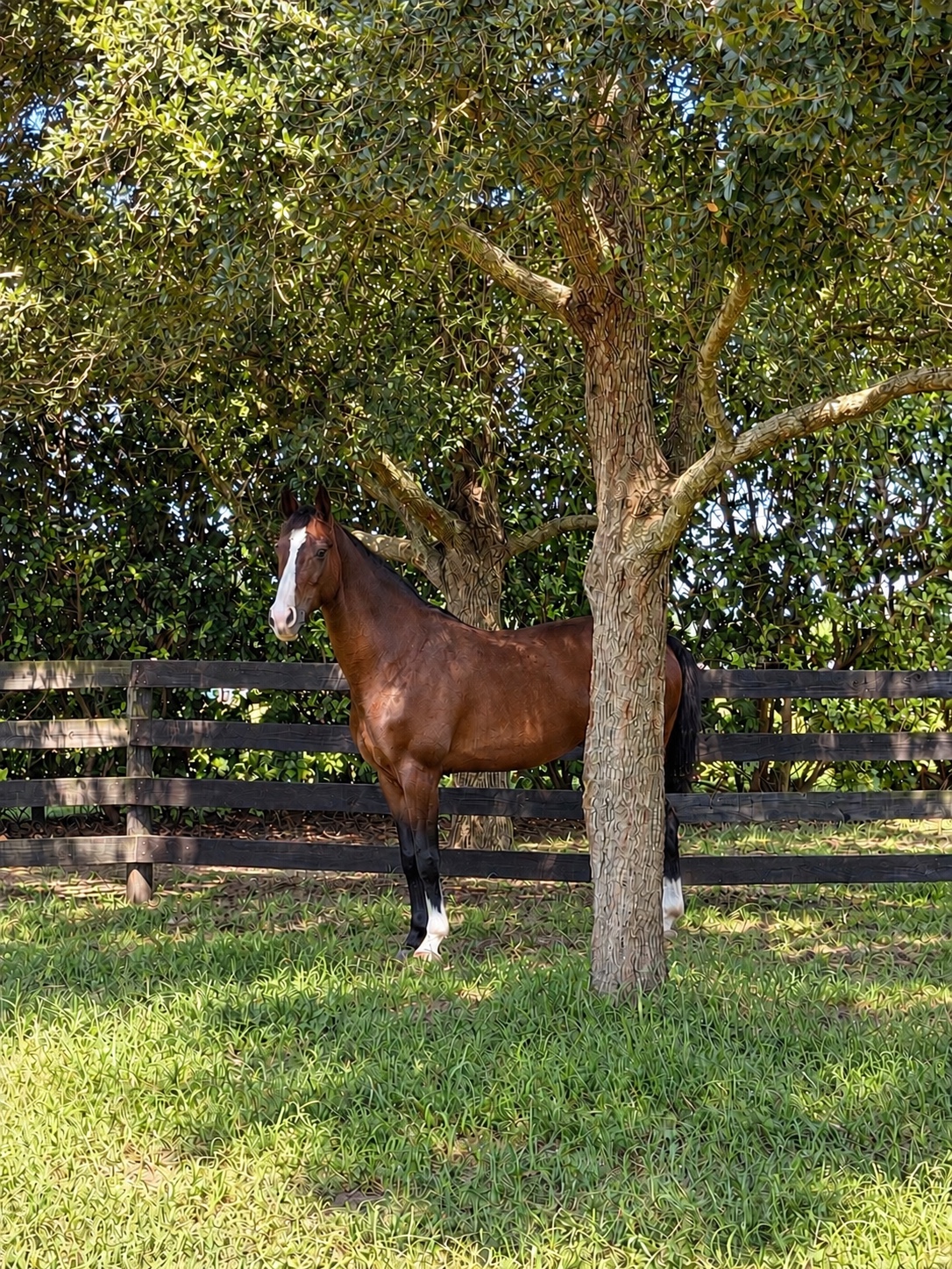 Pandor Fortuna | 2020 | 16.2h | Dutch Warmblood | Gelding