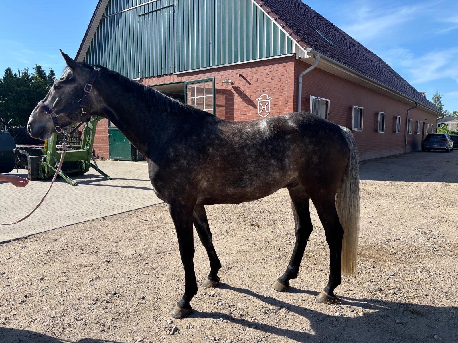 Cool Prince | 2020 | 16.1h | Holsteiner | Gelding