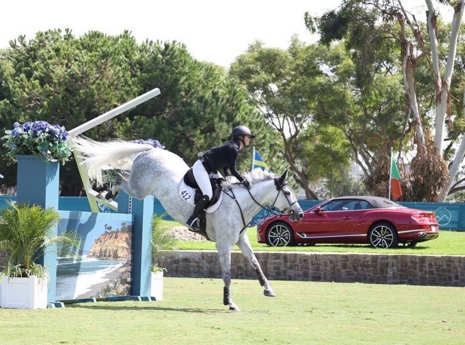 Jr/AO Jumper | 2015 | 16.1h | Belgian Warmblood | Mare