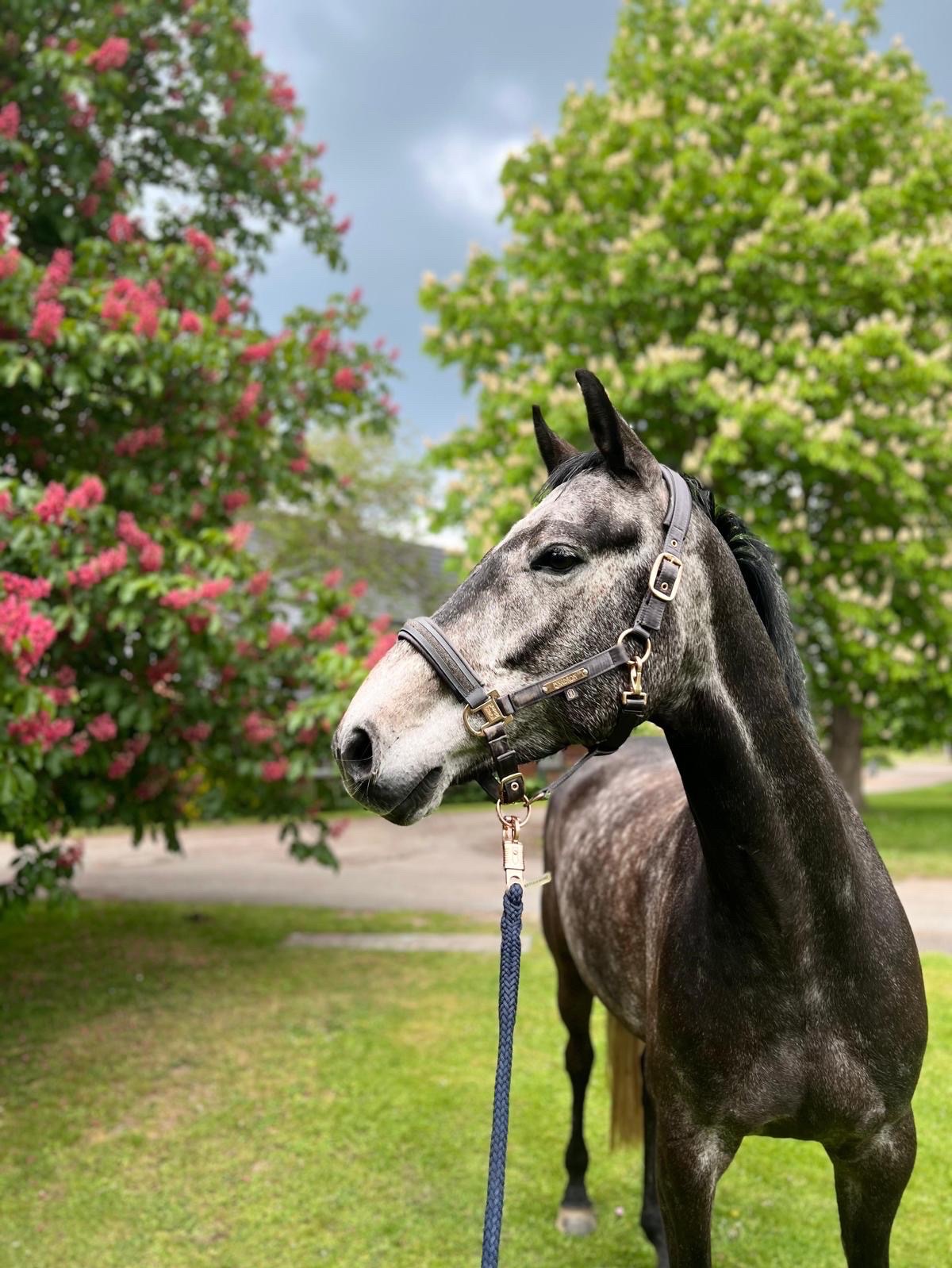 Cool Prince | 2020 | 16.1h | Holsteiner | Gelding