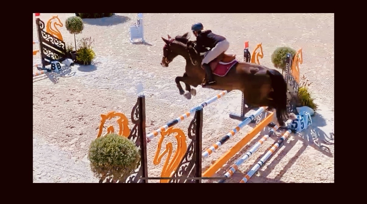 Pandor Fortuna | 2020 | 16.2h | Dutch Warmblood | Gelding