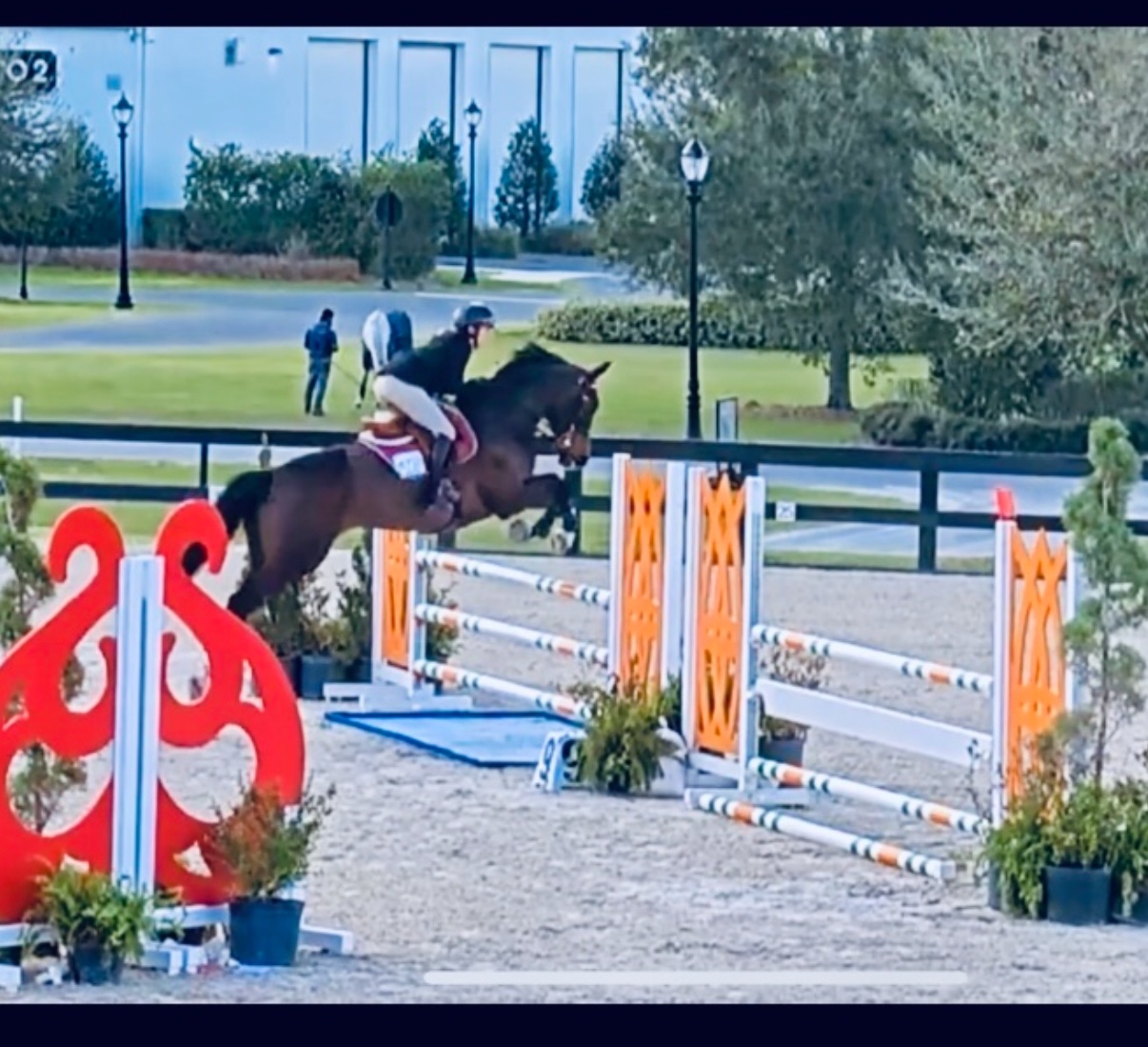 Pandor Fortuna | 2020 | 16.2h | Dutch Warmblood | Gelding