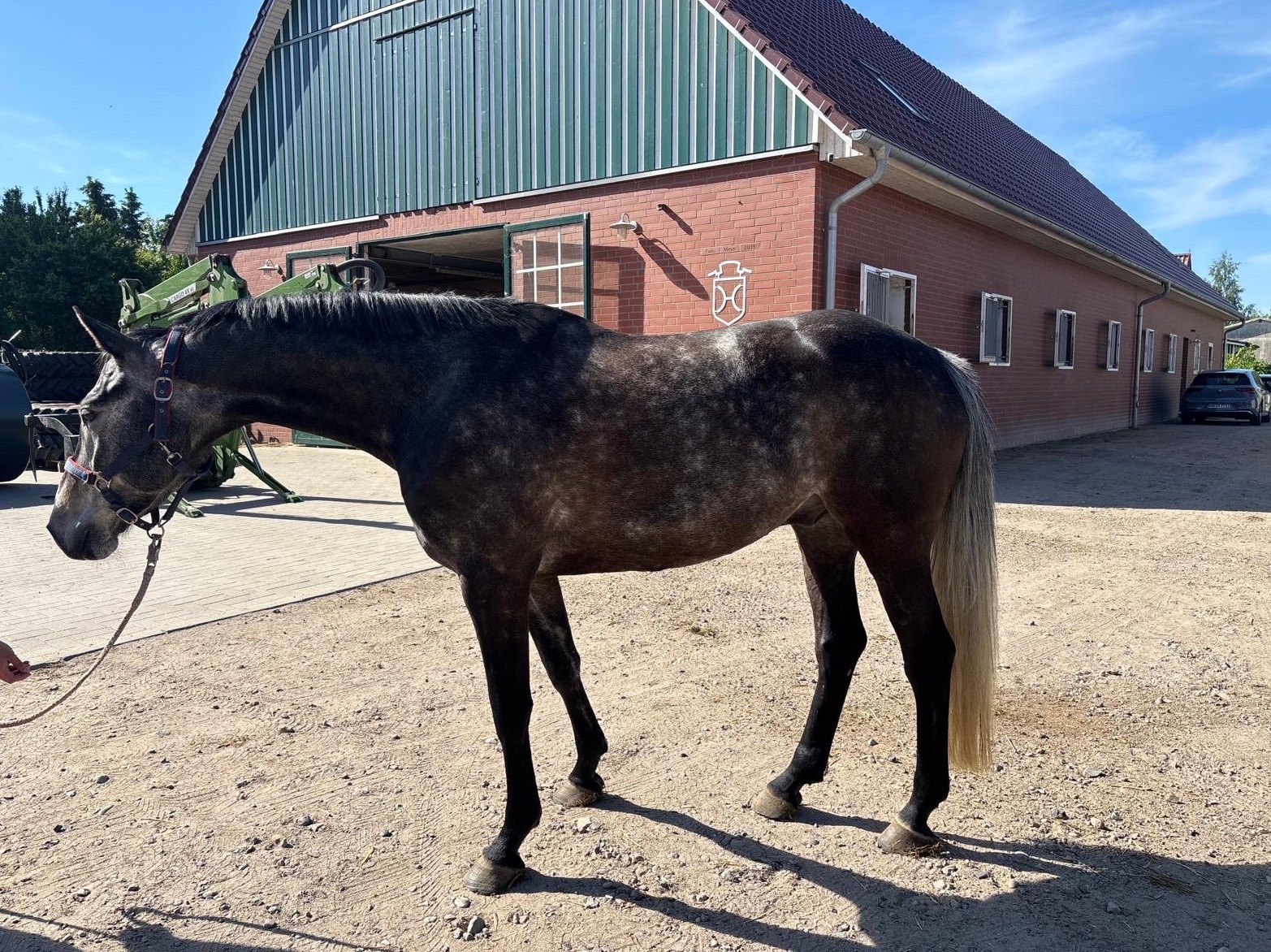 Cool Prince | 2020 | 16.1h | Holsteiner | Gelding