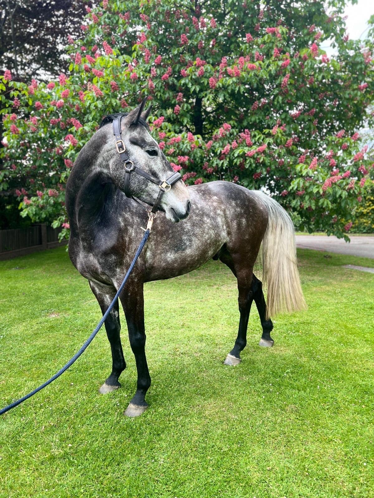 Cool Prince | 2020 | 16.1h | Holsteiner | Gelding