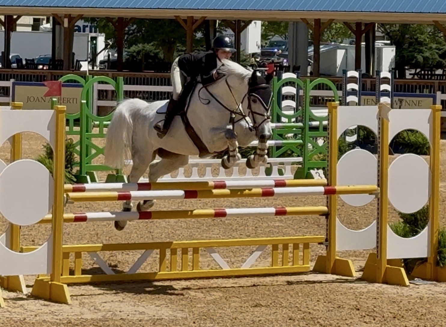 Jr/AO Jumper | 2015 | 16.1h | Belgian Warmblood | Mare